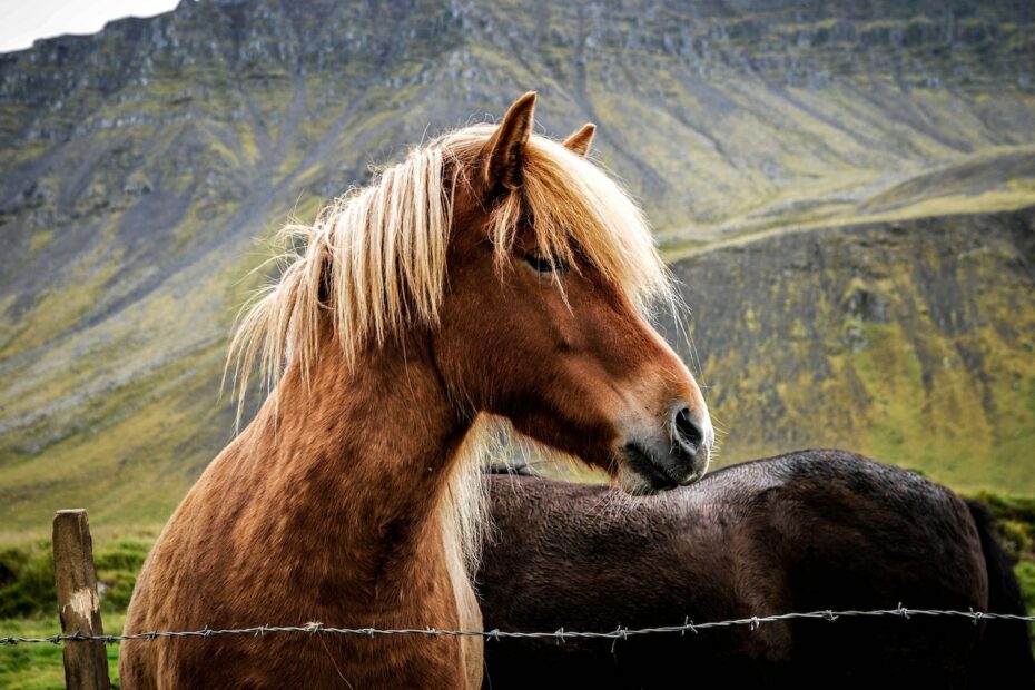 Main Contenders For The 2023 Kentucky Derby