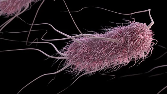 Mc'Donald's E.Coli